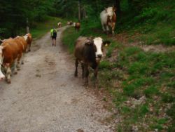 2013-07-20_Regina-F-Rau_Kochel-Rabenkopf (535).JPG